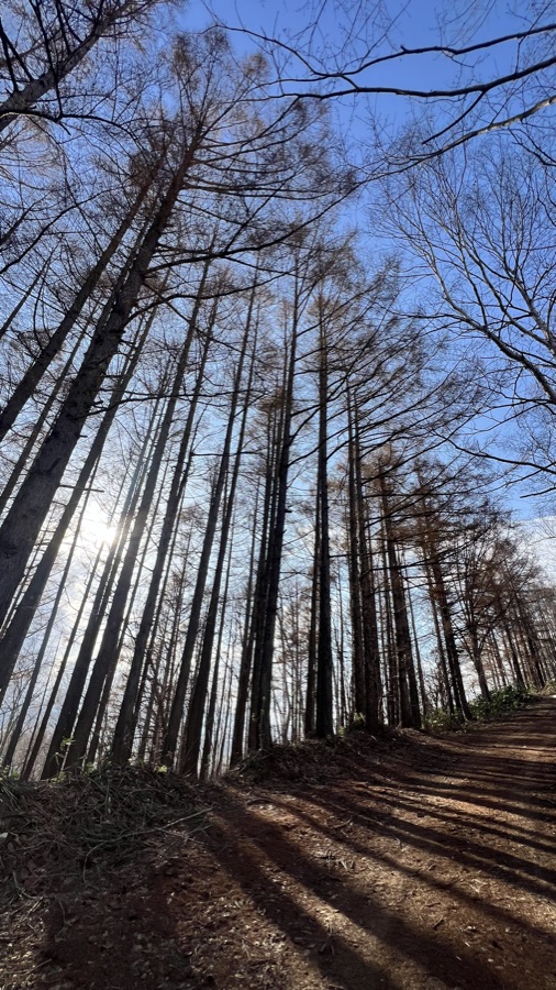Green forest boardwalk at Asahigaoka