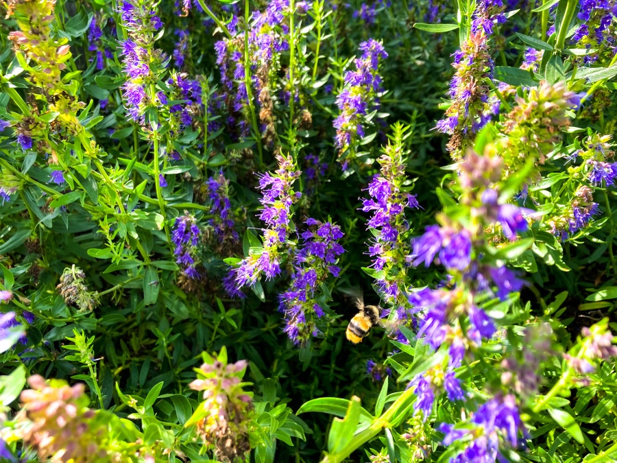 Alpine flora