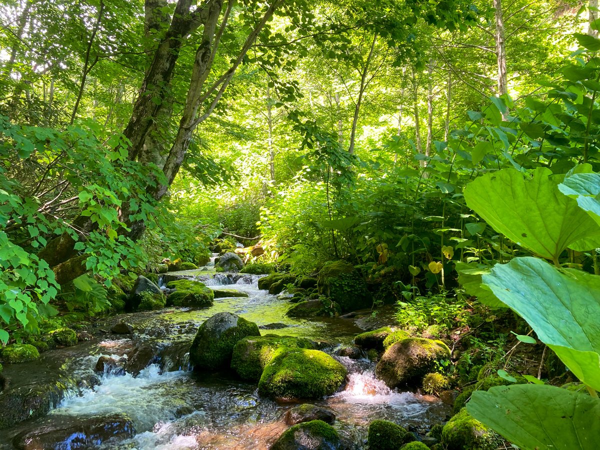 Fresh early-summer green by a mountain stream