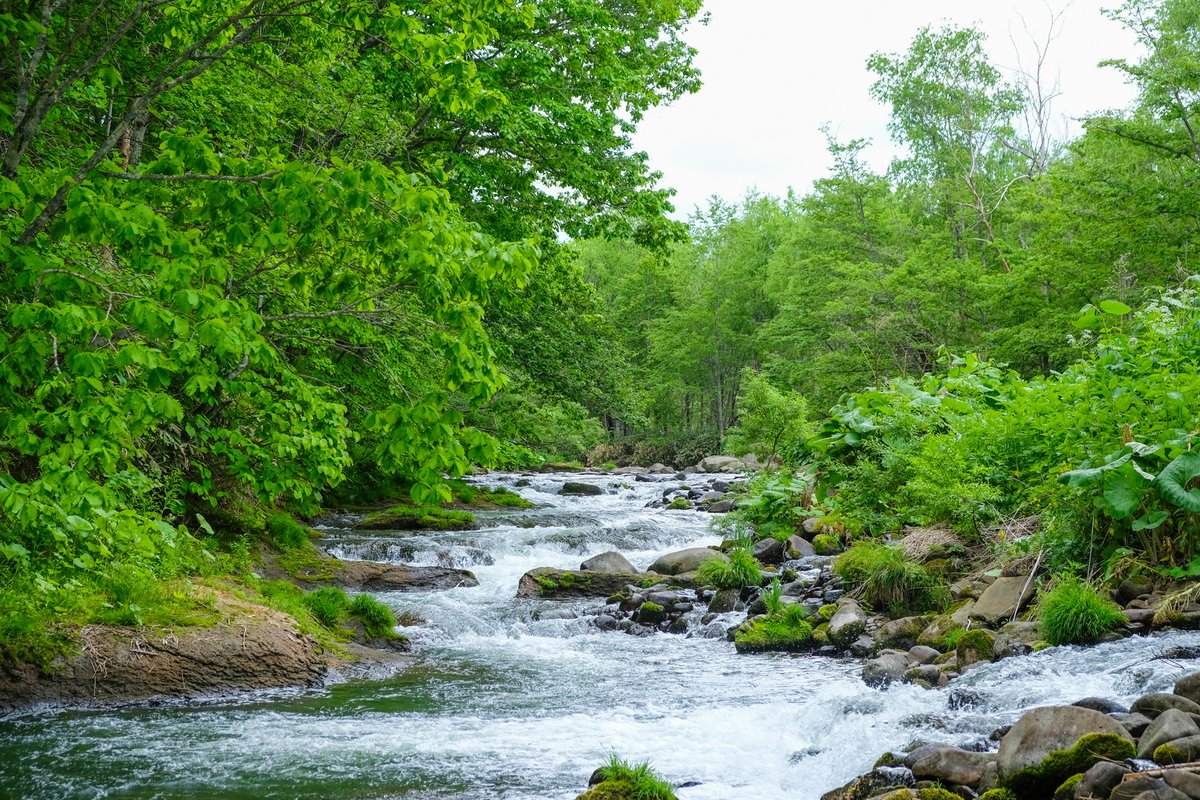 A clear mountain stream in the morning forest