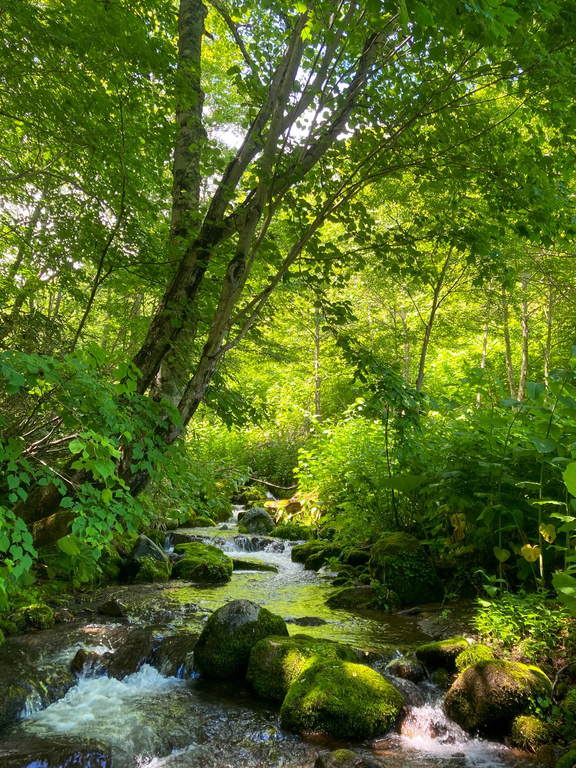 A clear mountain stream running through old-growth forest