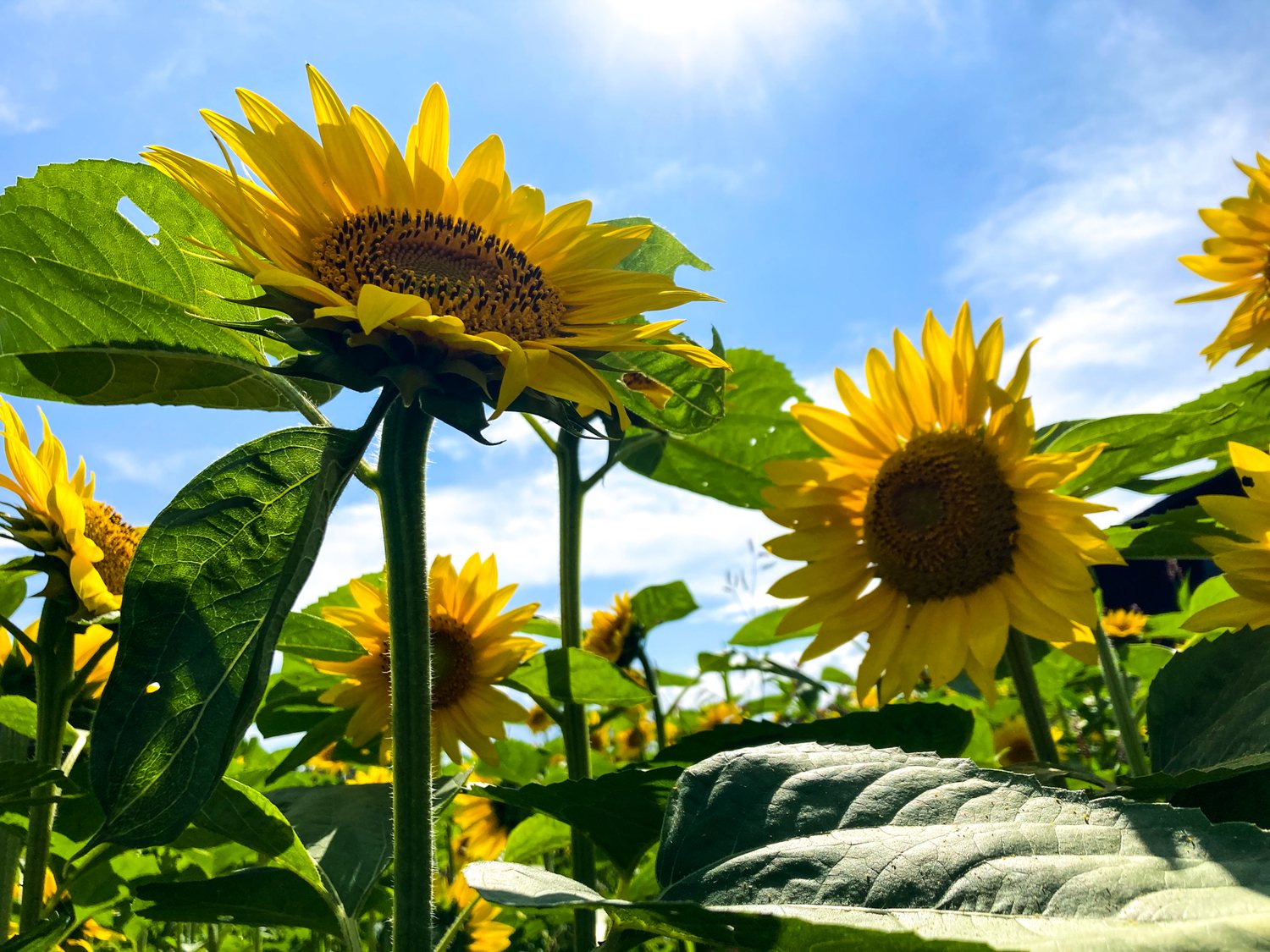 A field of summer sunflowers