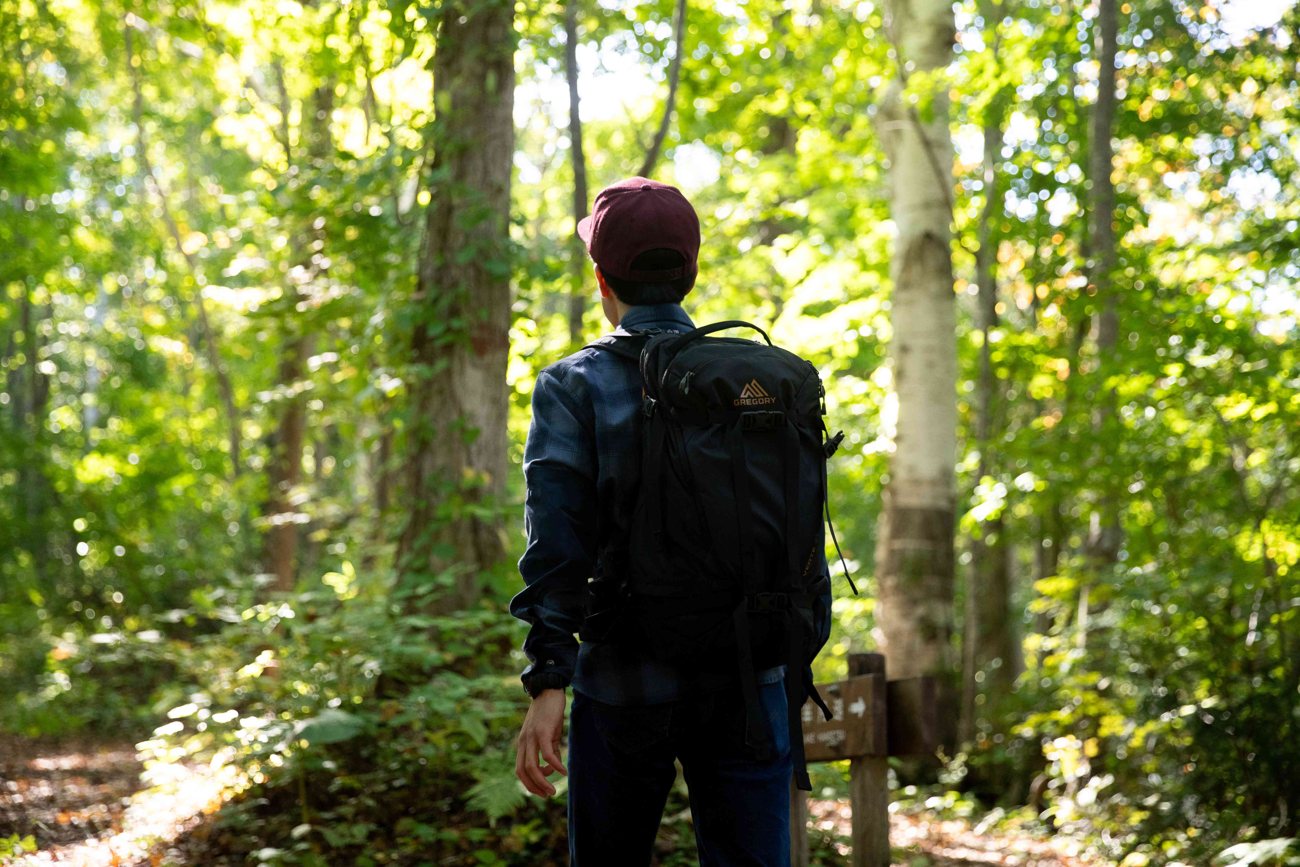 Green forest stroll